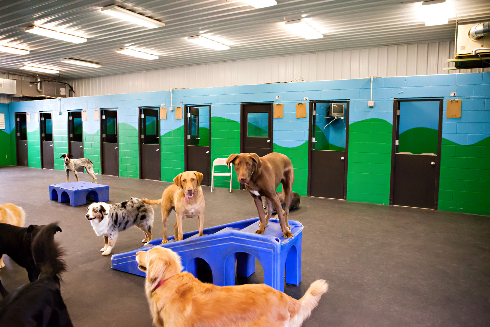 dog boarding services in carmel in