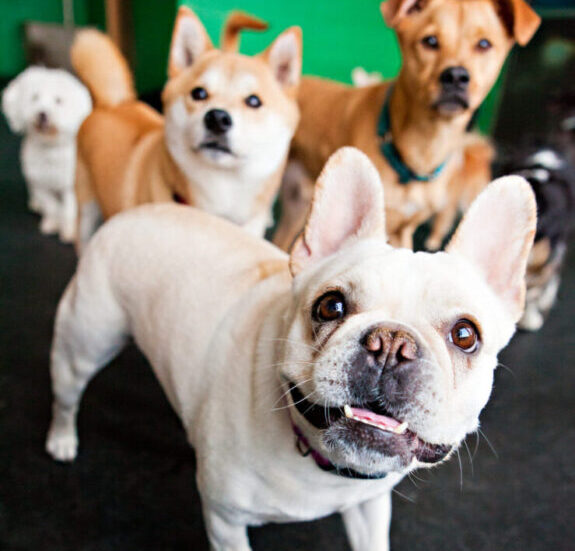 dog grooming in carmel in